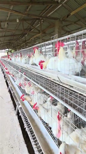 Starting a poultry farm without losing money #diy #farming