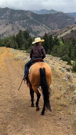 Logan 7yr old Buckskin Gelding. Trail horse deluxe! Gentle & Kind. FMI call 307-250-0900 #trailhorse #ranchhorse #HorseBid #buckskin #gelding | McNabb Livestock LLC