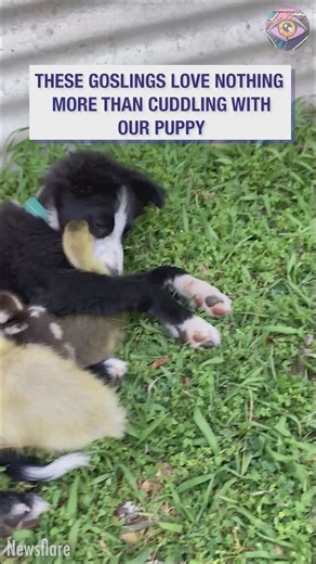 Our Border Collie puppy cuddles with goslings | Bright Side