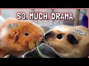 10 Most Dramatic Guinea Pig Behaviors!