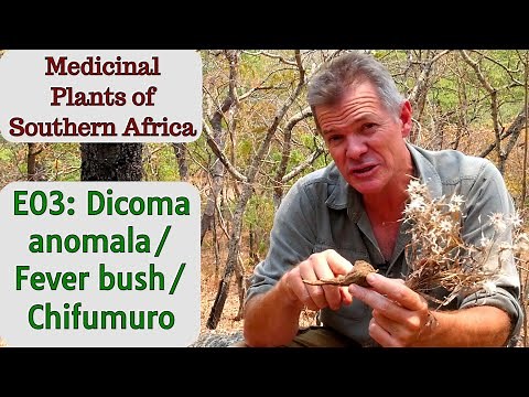 Medicinal Plants of Southern Africa E03: Dicoma anomala/Fever bush/Chifumuro
