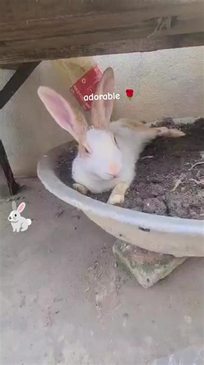 Num Num Num 🐰🐰#cute