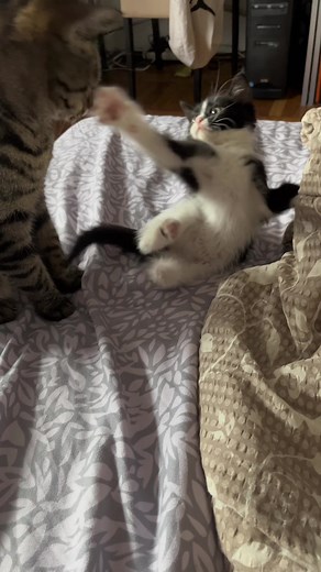 Koko Cat on TikTok