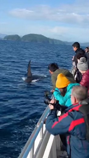 454K views · 8.4K reactions |   vs 麗 #fblifestyle | Zack Orca Films | Facebook