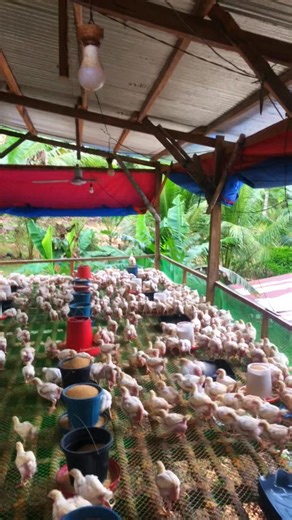 week 3 progress check 🐥 #farmlife #poultryfarm #fypシ゚viralシ #farming | ABD FARM