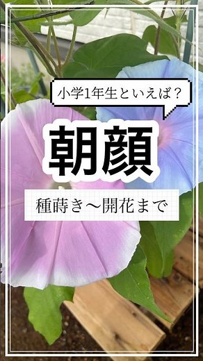 アサガオ何日で咲く？種蒔きから開花までの記録#shorts #ガーデニング #garden #gardening #朝顔 #園芸
