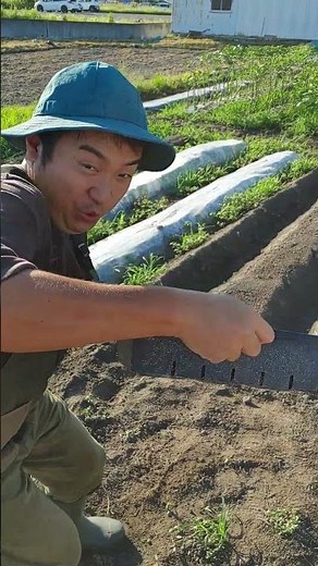 サニーレタス簡単種まきの結果!!#家庭菜園 #栽培 #サニーレタス #種まき