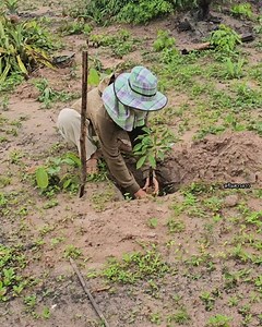 83K views · 3K reactions | สาวดรีมปลูกยางพาราวันฝนตกริน ປູກຢາງພາລາ rubber tree planting. 朗 #ดรีมสาวลาว #lifestyle #farming #villagelife #laos | ดรีมสาวลาว18 แฟนเพจ | Facebook