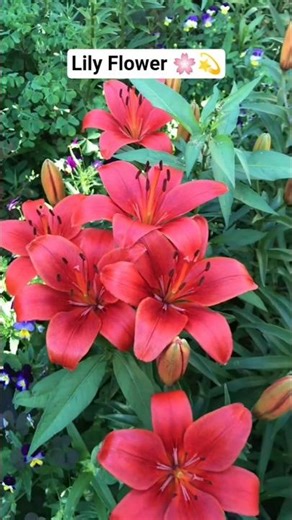 Lily Flower | Elegant & Beautiful Bloom #lilyflower #beautifulflowers #flowershorts #shorts