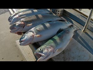 Early Winter Trout Fishing from the Bank (Lake Camanche South Shore)