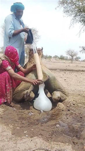 🐪💧 رجلُ الصحراءِ يسقي الجملَ بهدوءٍ وسطَ الرمال 🌵✨