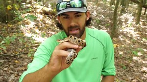 Hognose Snakes Play Dead: Nature’s Clever Survival Tactic