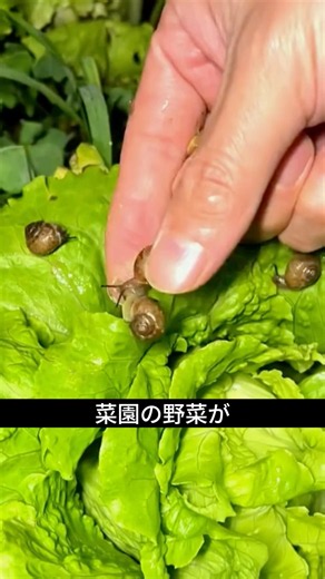 カタツムリ被害…農薬なしで減らす昔の知恵です