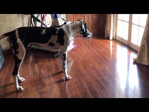 Impatient cat has had enough of dog's barking