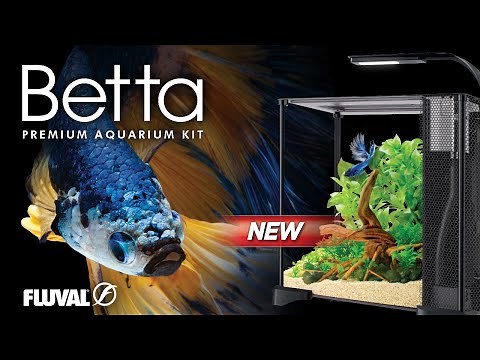 THE ULTIMATE BETTA TANK | Fluval 6 US Gal / 22 L Betta Kit