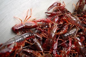 Xử lý nghiêm việc nhập khẩu, phát tán loài ngoại lai xâm hại