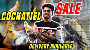 Cockatiel Birds Sale | With Price Breeding | Beginner Tips | Cockatiel Farm Vlogs Bird Farm Madras cockatiel Contact : 9790868794 🗣 TALK TO ME ON MY SOCIAL MEDIA ! My Instagram 🙋🏻‍♂️ https://www.instagram.com/samjoshuasj/​​​ My Facebook 🙋🏻‍♂️ https://www.facebook.com/samjoshuavlo...​ Insta ID - samjoshuasj SUBSCRIBE OUR CHANNEL : http://www.youtube.com/c/SamJoshua​​​ To Buy Dog Foods and Accessories Click the link Bellow Dog Couch : https://amzn.to/2Y8wCwx​​​ Ultra soft Dog Couch : https://