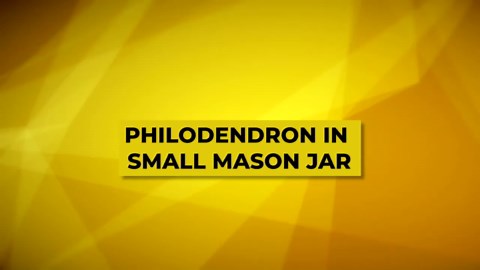 14 Clever Houseplants in Mason Jar Ideas ¦ Indoor Plants in Mason Jars