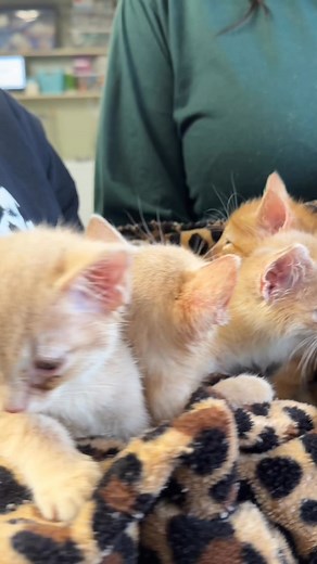 Mt. Juliet, TN. On Oct. 5, we received an intake of 7 kittens that were witnessed being dumped in a cardboard box at Cumberland Lake. They all broke with pretty severe upper respiratory infections, and we did lose one that was in really bad shape right from the start, but these six are doing great, and are here for a check up today. Should all continue going well for them, they will be available for adoption next week, so be on the lookout for their introduction post! Thank you so much for your 