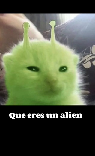 Creador:@insulini #CapCut #gatitos#yameenterequeeresunalien | ya me entere que eres un alien