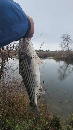 Striper in (Fresno)The San joaquin river 🐟🦓 #viralvideo #stripedbass #fresno #riverfishing #bass
