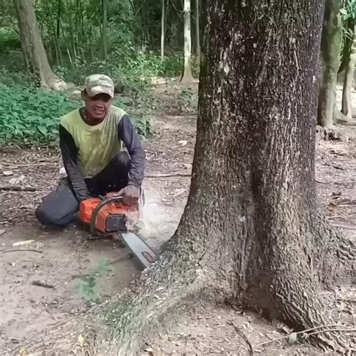 629K views · 2.7K reactions | The best skill cutting down a big tree #Al-Ta'ee vs Al-Nassr #cristianoronaldo #LionelMessi #Inter #Milan #EPL #MacAllister #BingChilling #banfieldriverplate #LigaArgentina #riverplate #InterdeMiami #WestHam | ລາວ Temple | Facebook