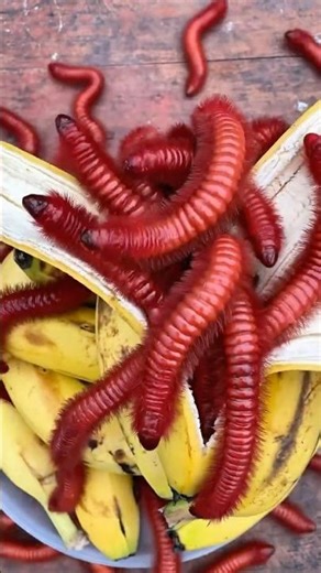 The Giant Worm That Ate All the Village Bananas#martialarts #couple #truongcontv