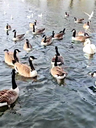 Small Heath Birmingham Park,& pool With hundreds of geese honking sounds | Canadian Geese Sounds #goose #geesesound