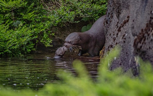 Rare giant otter triplets born at Chester Zoo | Chester Zoo