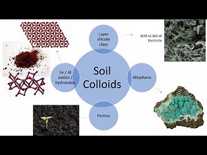 Soil colloids: charge and reactivity