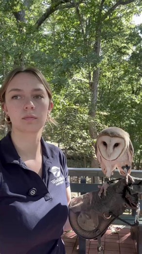 World Bird Sanctuary on Instagram: "Did you know that the Barn Owl used to be mistaken for a banshee? A banshee is a female spirit from Irish folklore whose mournful wailing is said to foretell death or misfortune. Due to the Barn Owl's piercing shriek and ghost-like appearance, they have been mistaken for this mythological creature. Featured in this video is one of our Barn Owls, aptly named Banshee. She will be making her ghostly appearance on October 25th at our Owl-o-Ween event! Join the Wor