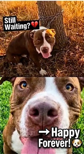 Pit Bull Tied Happy Ending! 💖 #animalrescue #dog