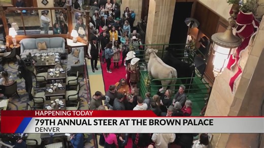 Grand champion steer will walk through the Brown Palace