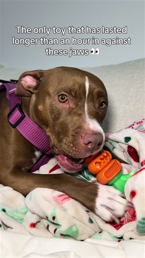 Durable Dog Toy Review: Lasts Over Two Weeks!