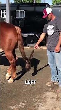 Horse Tail Trimming#animals #funnyanimal #funny #cute #horse