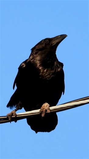 Northern Mockingbirds Attacking Common Raven