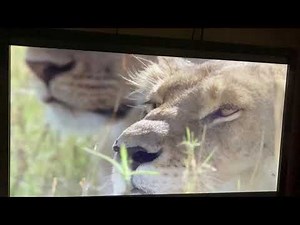 Disneynature African cats 2011: lion pride Hunting zebra!￼