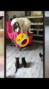 Cute Cats 😻 Try not To laugh 🐱 #funanimals #7035