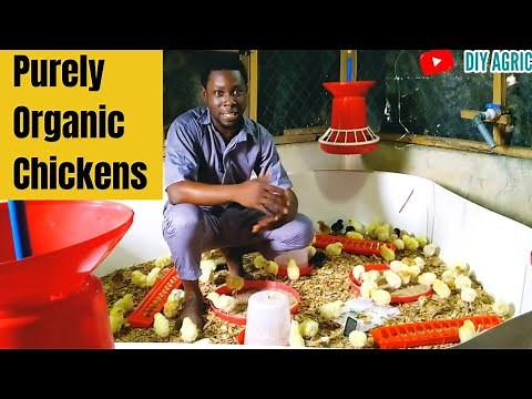 Raising Organic Chickens Naturally | Day Old to Maturity (Day 1)