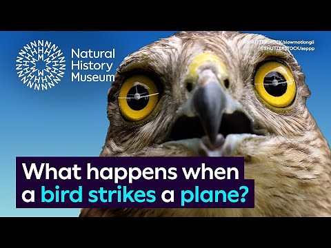 What happens when a bird strikes a plane? | Surprising Science