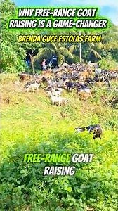 Why Free-Range Goat Raising is a Game-Changer!🌿🐐💚