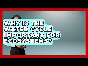 Why Is the Water Cycle Important for Ecosystems? | Explaining Ecology News
