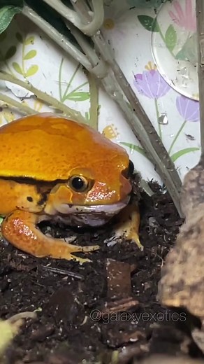 Sorry Nacho but it had to be done 😩🧸🦗 #frog #tomatofrog #frogtok #nodontturnmeintoahat