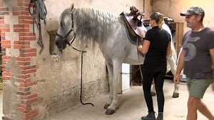 Connaissez-vous "la monte de l’amazone" ? 🐎🐎 Partons à la découverte du cheval et de la monte de l’amazone, ou plutôt de son musée, situé à La Boissière-de-Montaigu. Un musée tenu par Aurélie Bausmayer, artiste équestre et passionnée par cette monte qui lie tradition, technicité et élégance. 📺 Plus d'actualités sur TV Vendée : TNT chaîne 34 / Box chaîne 30 ▶️ Abonnez vous à notre chaîne youtube pour plus d'actu ; https://www.youtube.com/channel/UCkhIHq44XLYxF6d_Q-dgcCA/featured | TV Vendée