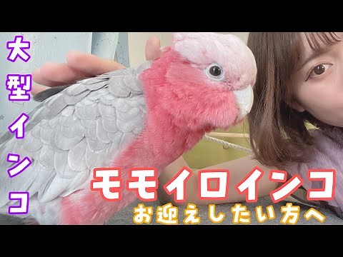 For those who want to keep a Galah [Large Parakeet Galah]