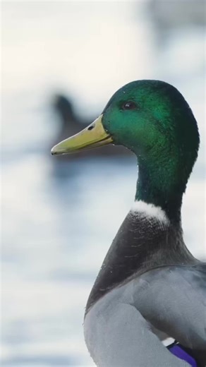 Top Flight Mallard Duck Hunting Techniques