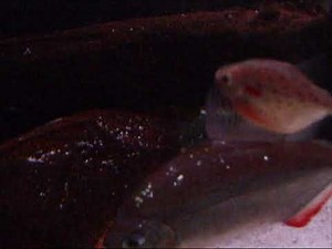 False Jaguar Catfish