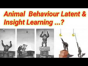 Latent And Insight Learning . Lecture no = 19