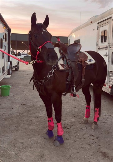 Watch the Flair Strip in Action with this Show Pony!