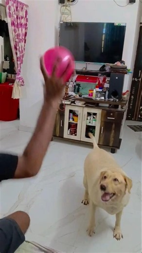 Rang Leke khelte gulal Leke khelte Radha song IDj #funny #labrador #shortvideo #cutebaby 🩵🩷🌼🌸🏵️🪴⭐🎈🧿